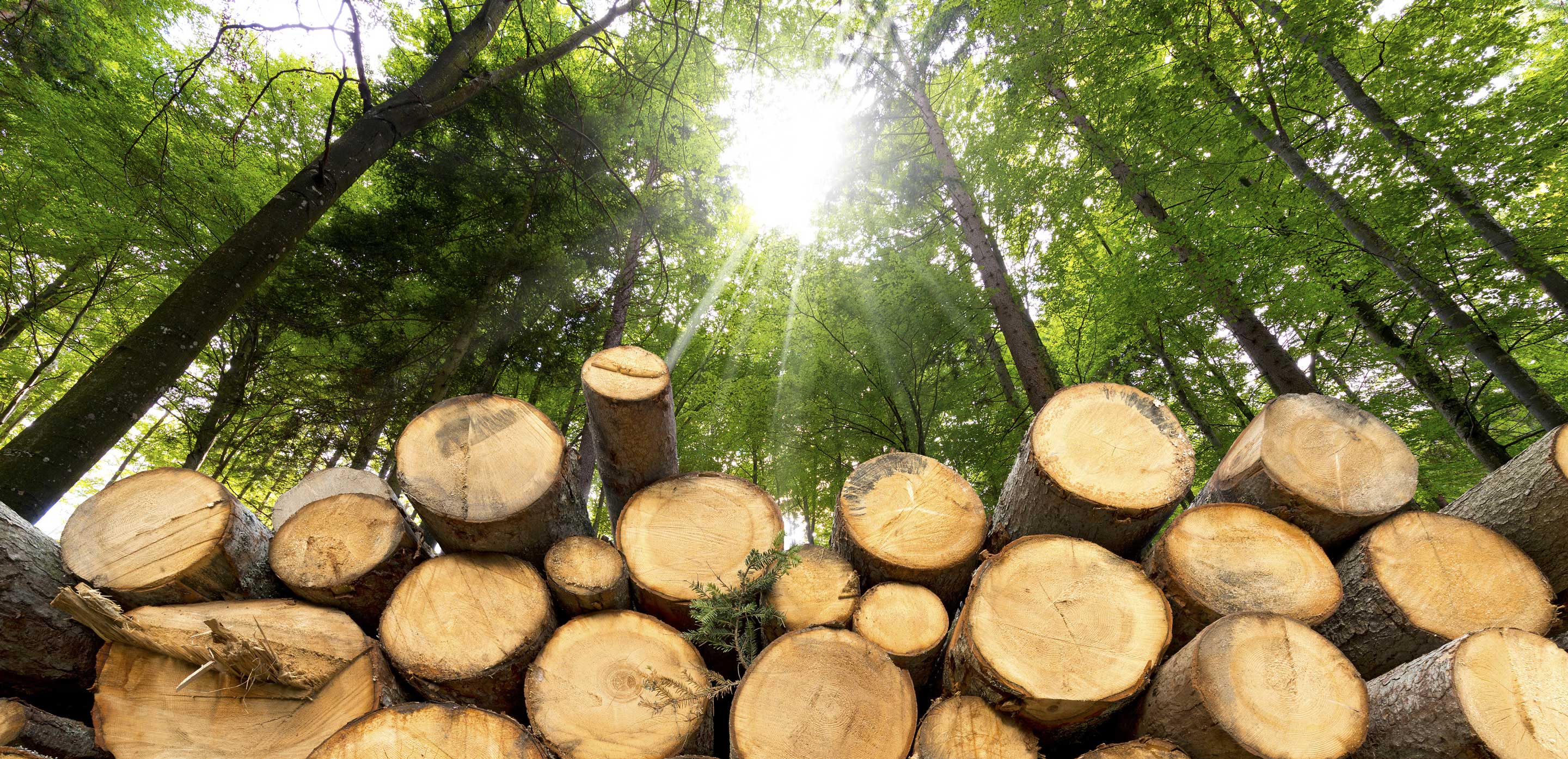 The need to use sustainably sourced wood